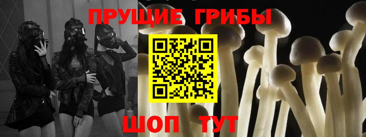 Галлюциногенные грибы Cubensis  Вход с VPN  Сунжа 